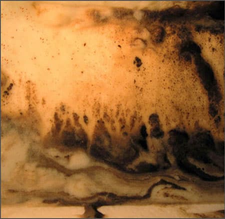 Ephemeral Entity 82 wood